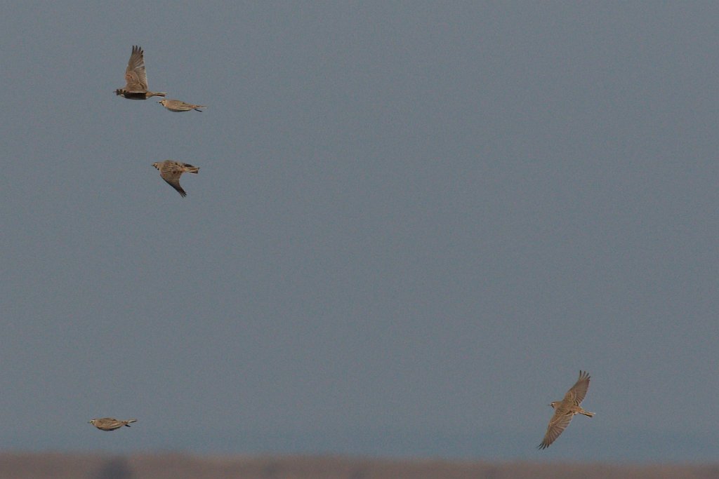 Horned Lark 2016-02-13_6.jpg